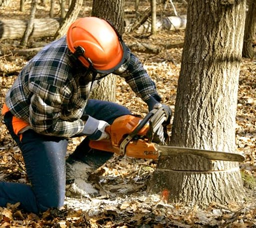 Tree Removal in Porum, OK